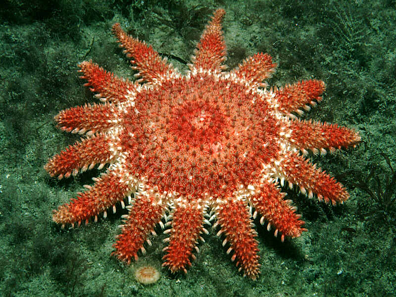 Crossaster papposus